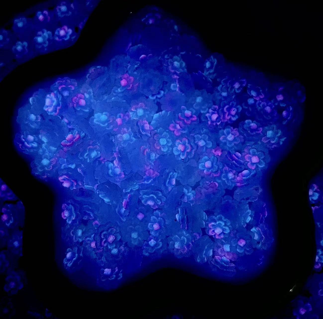 A.037新品限定 <夜の光二色の康乃馨